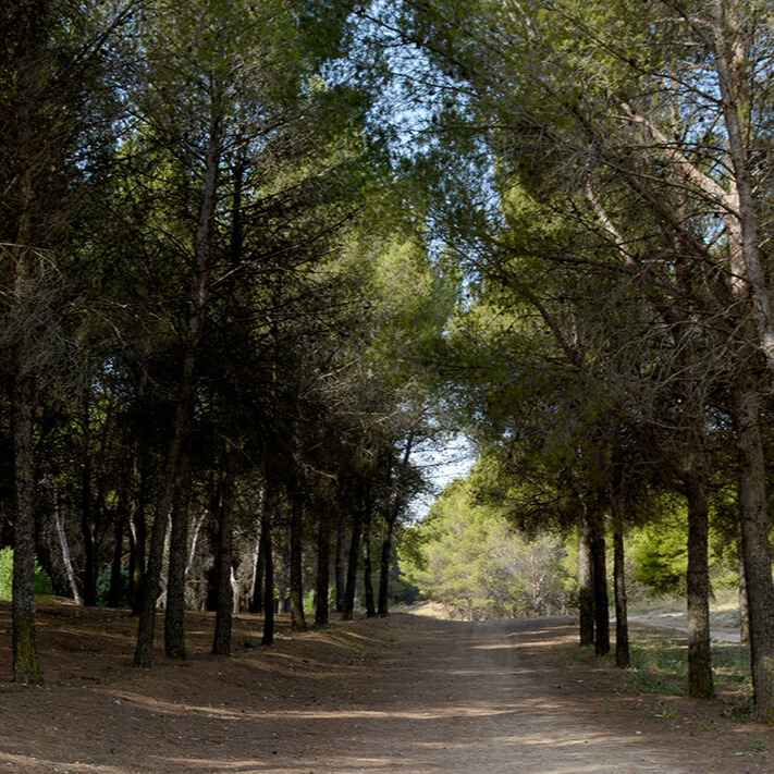 ruta de senderismo en madrid el pinar de los berrocales
